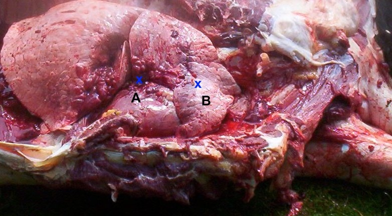 heart and lungs marked.jpg